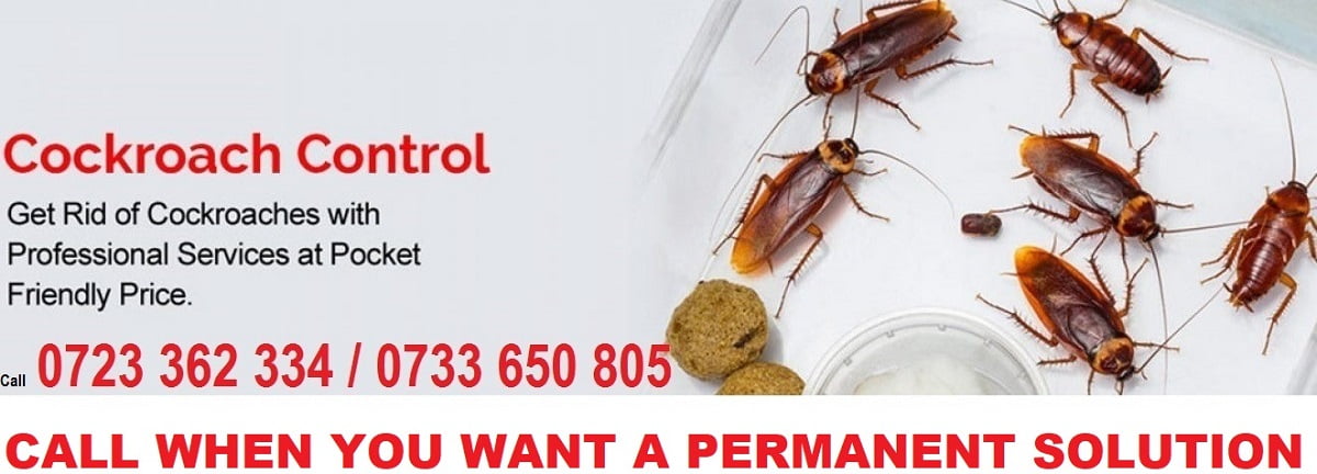 cockroaches infestation control services.