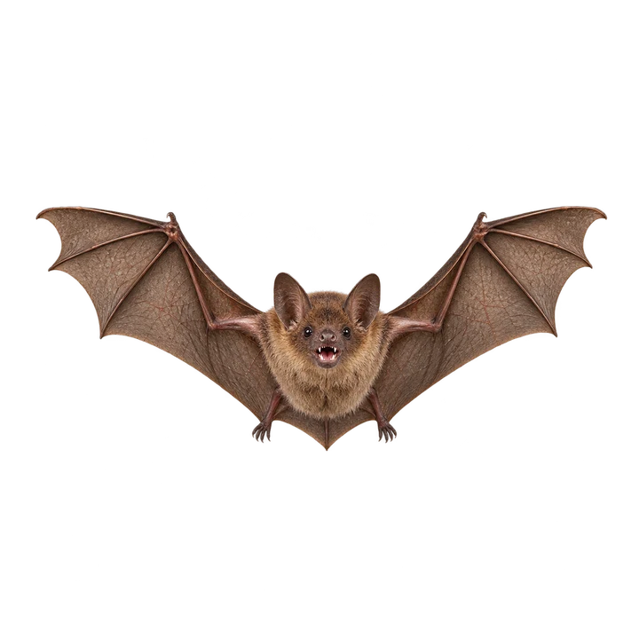 Bat