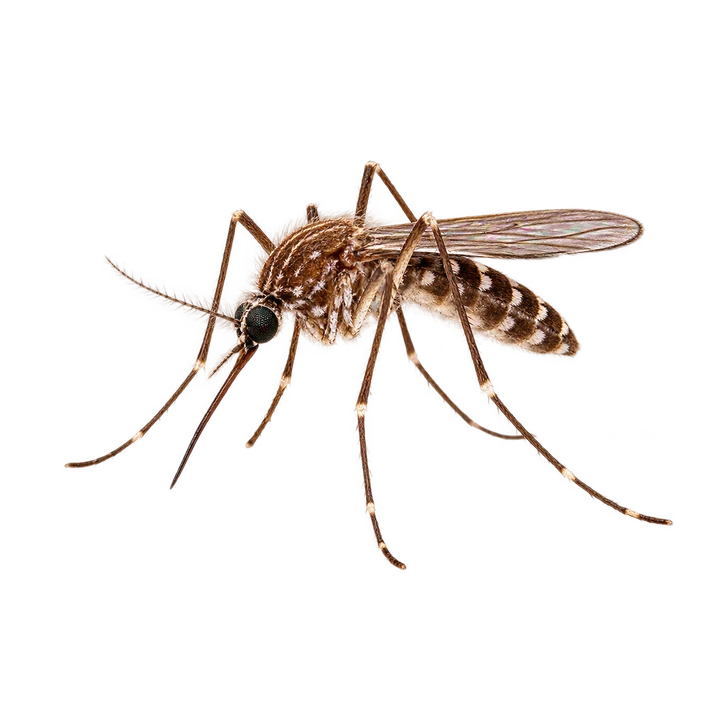 Mosquito