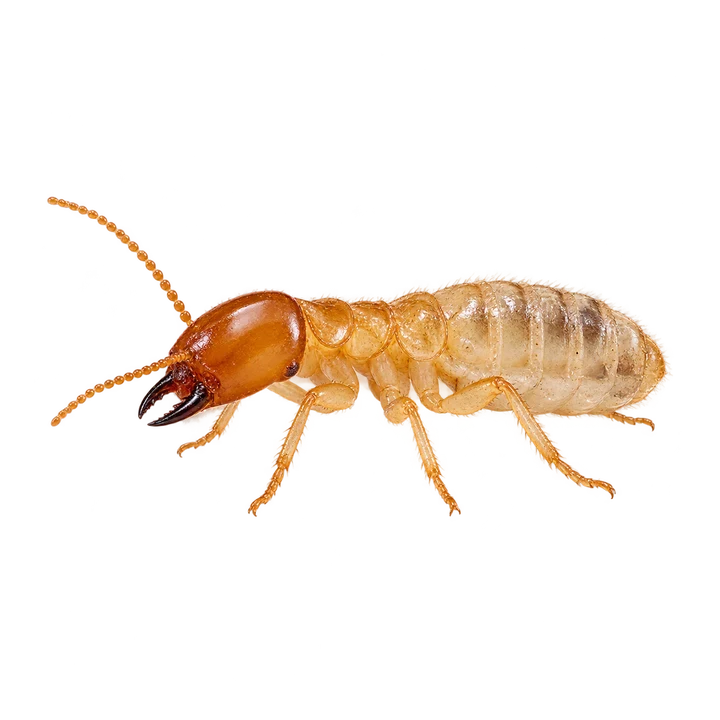 Termite