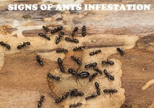 Ants, how to get rid of ants in Kenya?