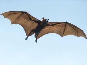 Bats control in Kenya