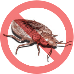 Bed bugs control in Nairobi Kenya