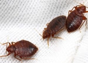 Bedbugs control services in Uganda Bedbugs control services in Uganda