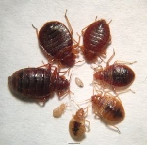 Bedbugs control services in Nairobi Kenya