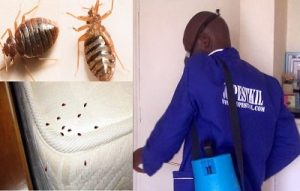 Bedbugs & how to get rid of bedbugs in Kenya?