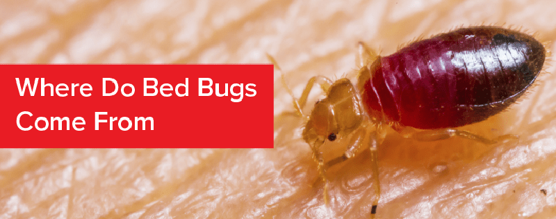 Bedbugs infestation control Kenya