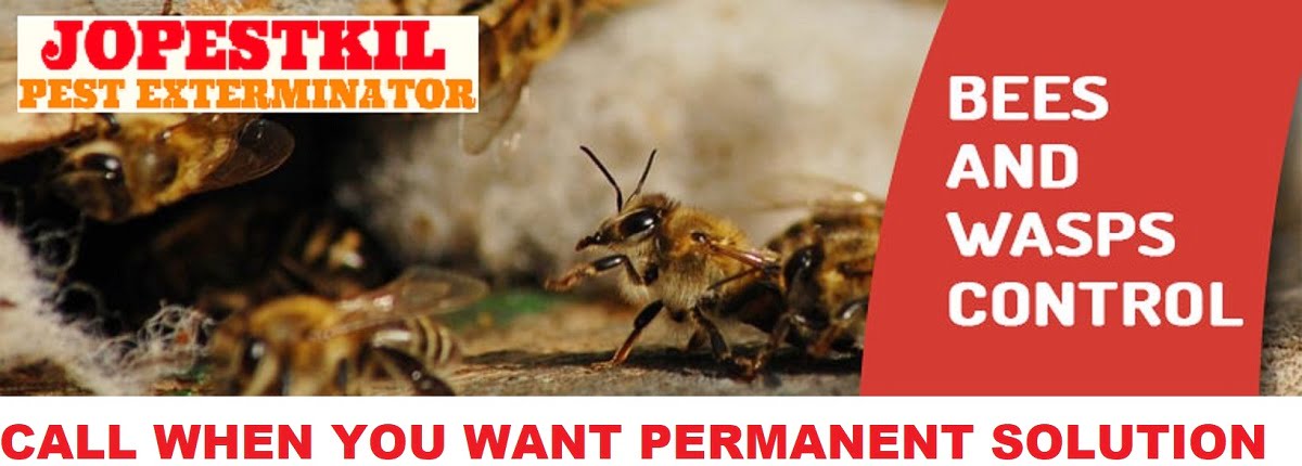 Bees-and-Wasps-Control-Service