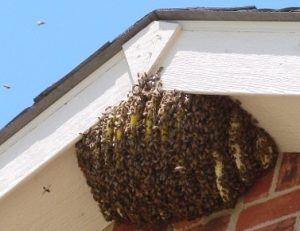 Bees control