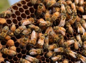 Bees control services in Kenya
