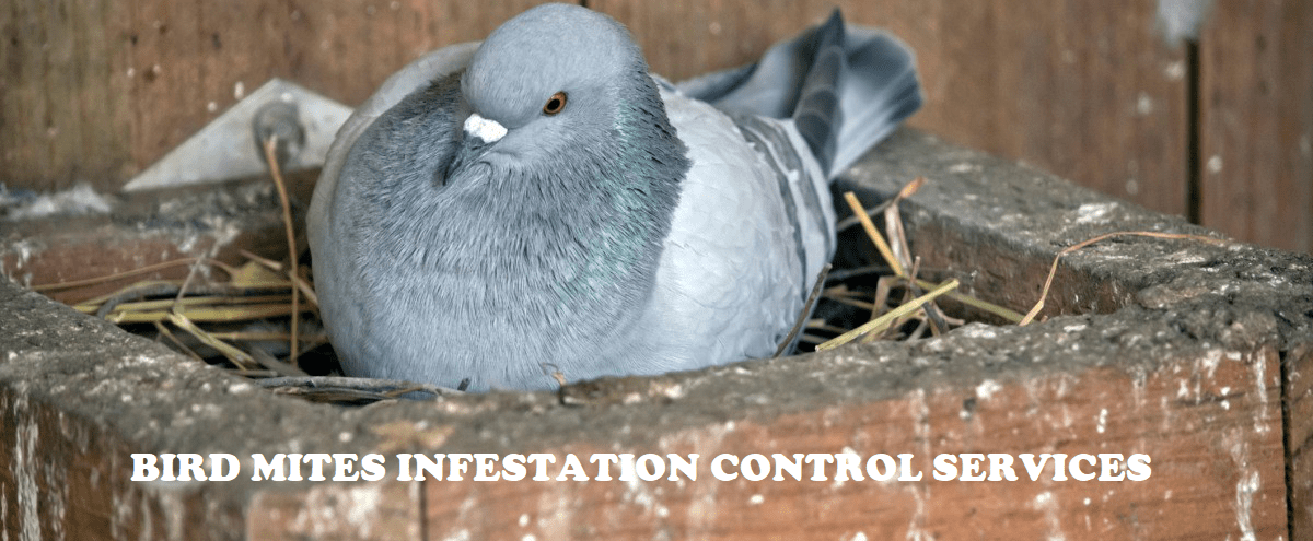 Bird mites infestation control services in Kenya