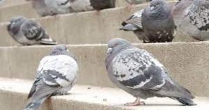 Birds control services in Nairobi Kenya