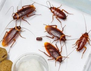 Canada fumigation and pest control services