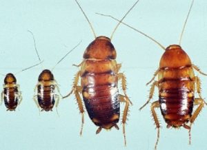 Cockroaches control Nairobi Kenya