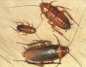 Cockroaches & how to control cockroaches in Kenya? Cockroaches & how to control cockroaches in Kenya?