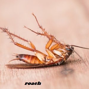 Cockroaches & how to get rid of cockroaches in Kenya? Cockroaches & how to get rid of cockroaches in Kenya?