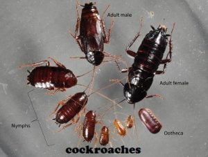 Cockroaches infestation in Nairobi Kenya