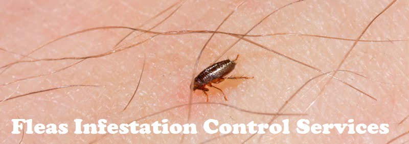 Fleas control services Nairobi Kenya