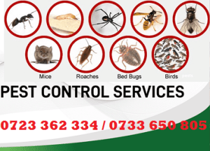 Fumigation services in Thika Kenya Fumigation services in Thika Kenya