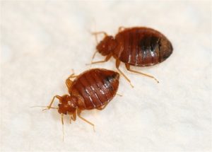 Home fumigation and pest control services Home fumigation and pest control services