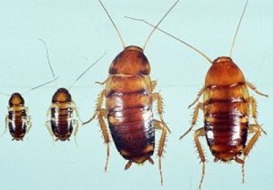 Home fumigation services Home fumigation services