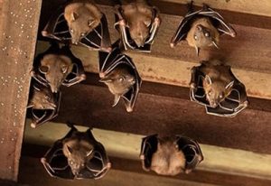 Home pest control services Home pest control services