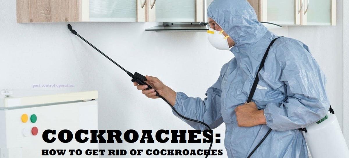 How to get rid of cockroaches? Jopestkil Kenya Fumigation and Pest