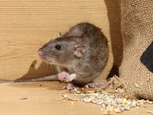 Rats & how to get rid of rats in Nairobi Kenya?