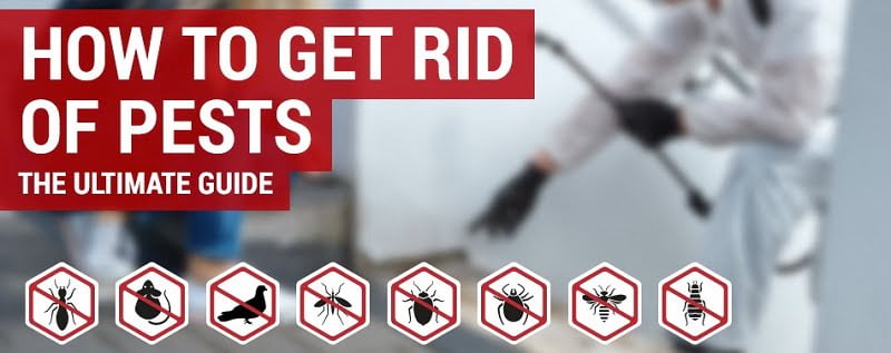 Mombasa, how to get rid of pests in Mombasa? Mombasa, how to get rid of pests in Mombasa?