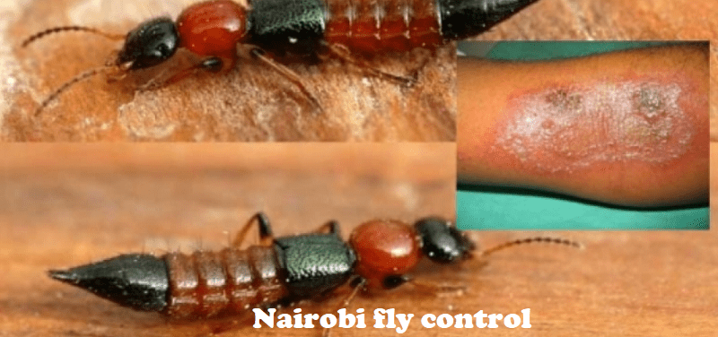 Nairobi fly control services