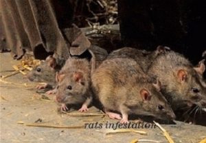 Rats & get rid of rats in Kenya?