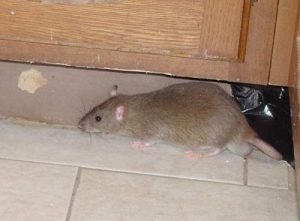 Rats & how to control rats in Kenya?