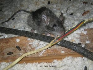 Rats & how to control rats in Kenya?