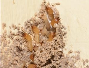 Termites control in Kenya Termites control in Kenya