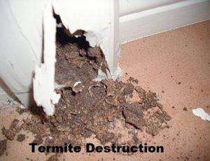 Termites fumigation services in Nairobi Kenya
