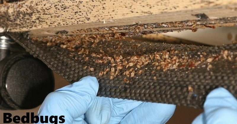 Uganda bedbugs control services Uganda bedbugs control services