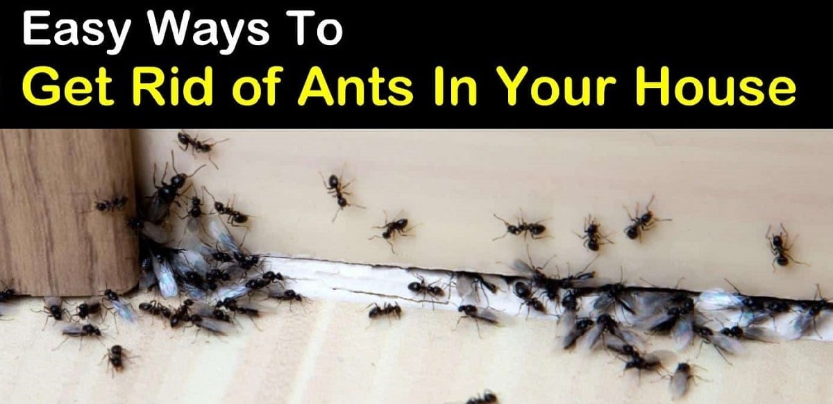 ants and how to get rid of them fast