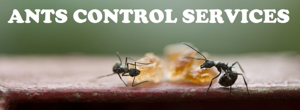 Killem Pest: Ant Control Services in Singapore