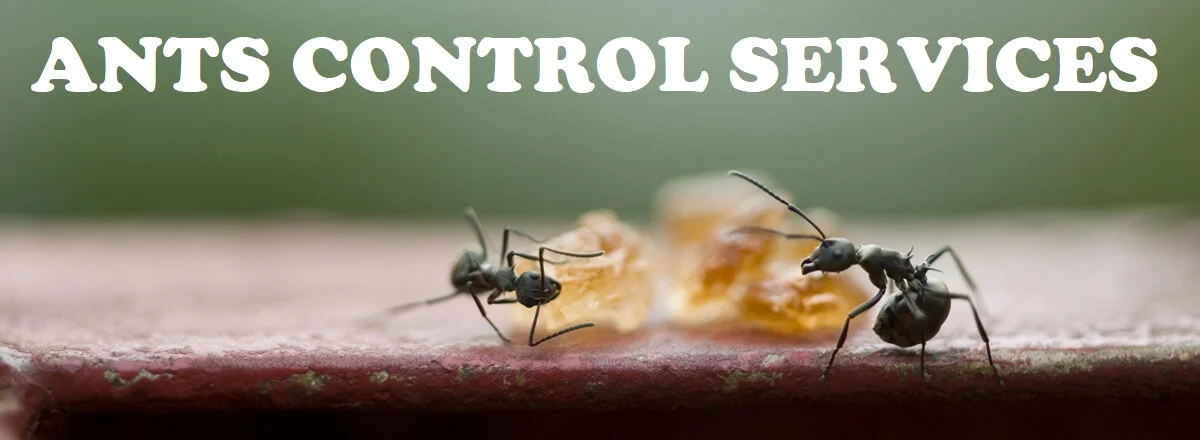 ants control Nairobi Kenya