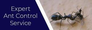 ants control in Kenya expert fumigation services in Nairobi Kenya ant