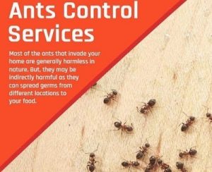 ants control services in Nairobi Kenya ants control services in Nairobi Kenya