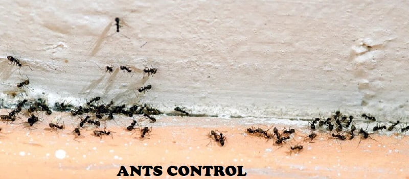 ants control services ants control services