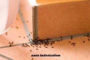 Ants control Ants control