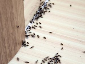 ants control in Kenya ants control in Kenya