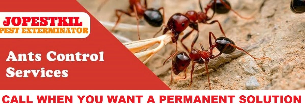 ants control services in Nairobi Kenya