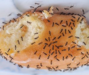 ants control services ion Kenya ants control services ion Kenya