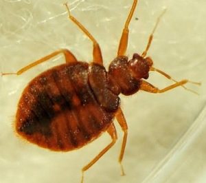 Bat bugs control in Nairobi Kenya Bat bugs control in Nairobi Kenya