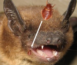 Bat bugs control in Nairobi Kenya Bat bugs control in Nairobi Kenya