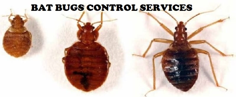 Bat bugs control services in Nairobi Kenya Bat bugs control services in Nairobi Kenya