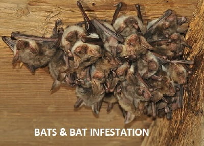 bats and bats infestation control in Kenya